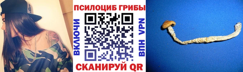 где купить наркоту  Буйнакск  Псилоцибиновые грибы Magic Shrooms 